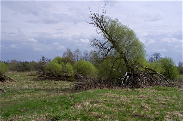 Прикрепленное изображение: IMGP1194-умирание-больших-деревьев-602.jpg