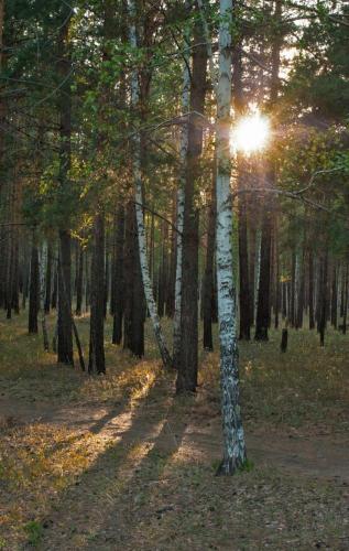 Прикрепленное изображение: Вечерний-лесок.jpg