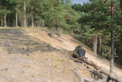Прикрепленное изображение: DSC_6918.jpg