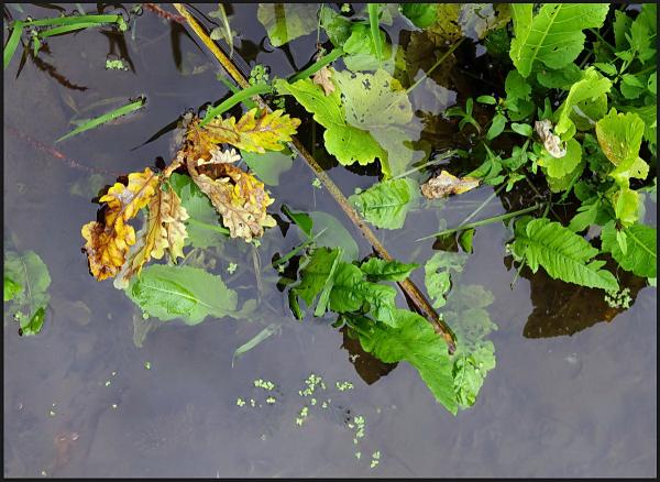 Прикрепленное изображение: Листья в воде.jpg