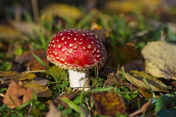 Прикрепленное изображение: IMGP4415.jpg