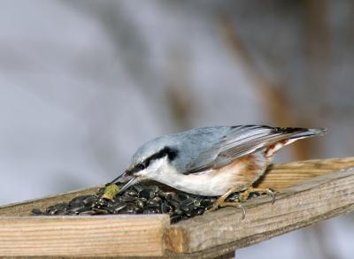 Прикрепленное изображение: Nuthatch1.jpg