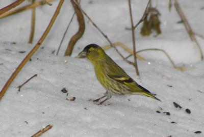 Прикрепленное изображение: Siskin.jpg