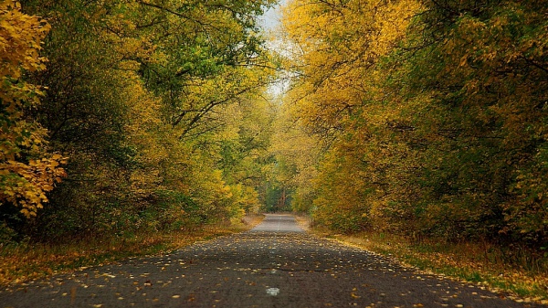 Прикрепленное изображение: Дорога в осеньп.jpg