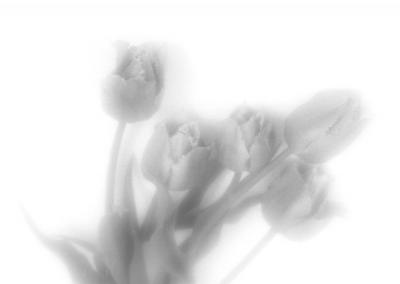 Прикрепленное изображение: Flowers001.jpg