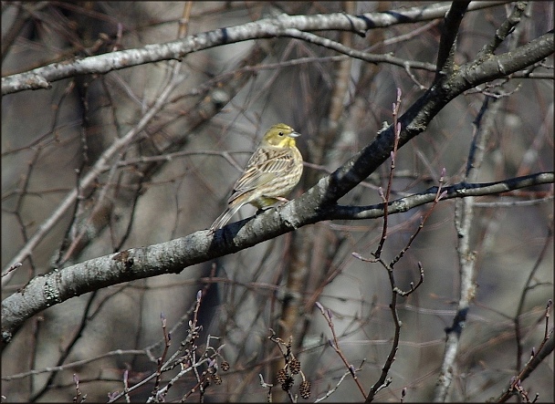 Прикрепленное изображение: IMGP7304.JPG