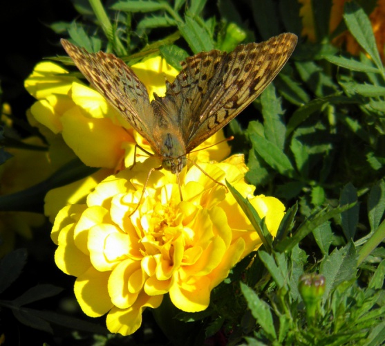 Прикрепленное изображение: бабочка.JPG