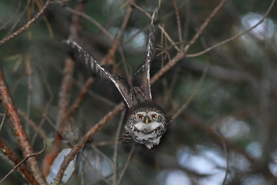 Прикрепленное изображение: DSC_0127.jpg