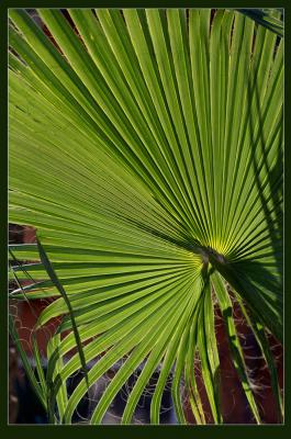 Прикрепленное изображение: palm.jpg