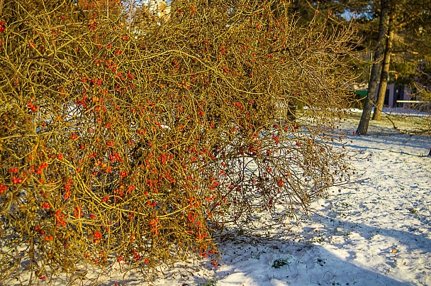 Прикрепленное изображение