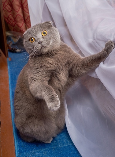 Прикрепленное изображение: DSC05784-C1_9 1-www2.jpg