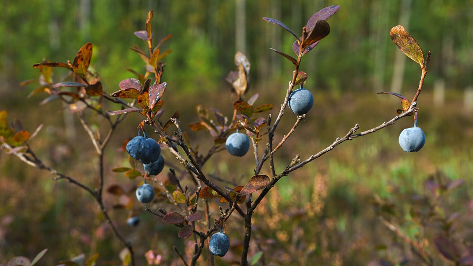 Прикрепленное изображение: DSC07004 копия.jpg