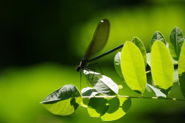 Прикрепленное изображение: Green.jpg