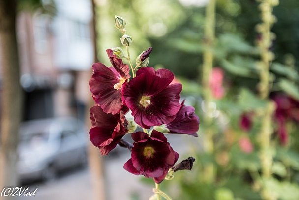 Прикрепленное изображение: IGP_0153.jpg