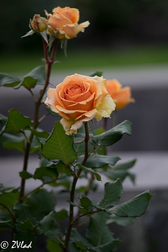Прикрепленное изображение: DSC01092.jpg