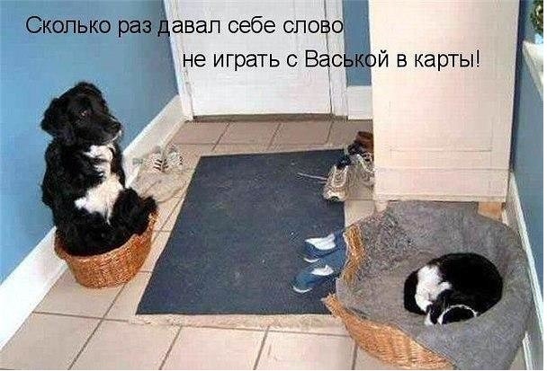 Прикрепленное изображение: Проиграл.......jpg