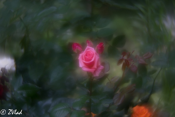 Прикрепленное изображение: DSC01541.jpg