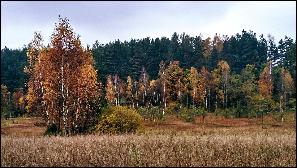 Прикрепленное изображение: IMG_20161023_141353_HDR.jpg