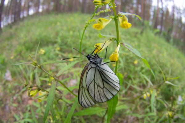 Прикрепленное изображение: IMGP8980.jpg