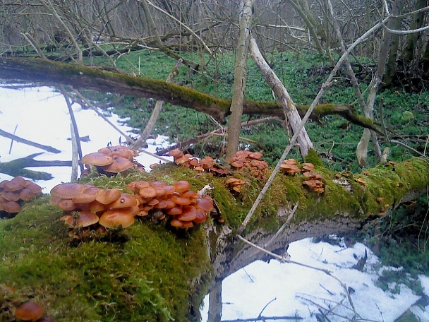 Прикрепленное изображение: DSC00180_1.JPG