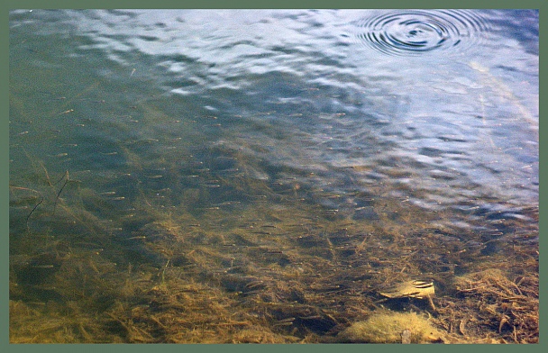 Прикрепленное изображение: IMGP6496_5.jpg