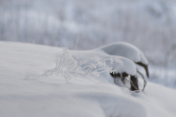 Прикрепленное изображение: let_it_snow_s.jpg