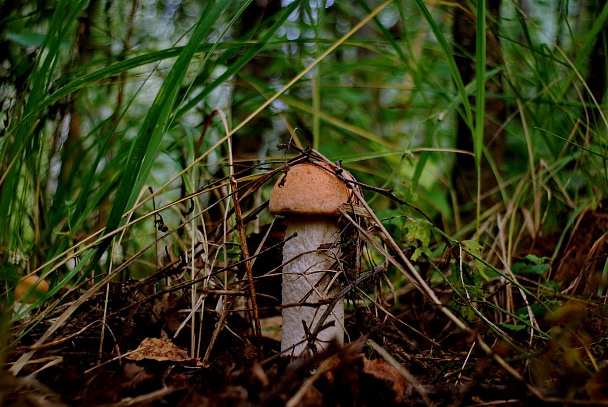 Прикрепленное изображение: IMGP3701pk.jpg