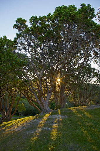 Прикрепленное изображение: Botanic Garden Sunset.jpg