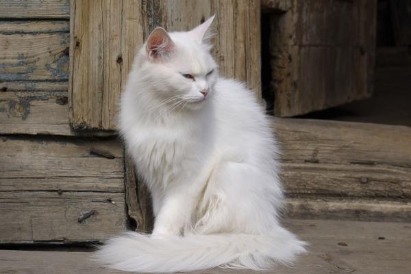 Прикрепленное изображение: Кот белый small.jpg