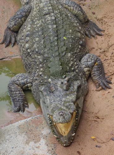 Прикрепленное изображение: Крокодил small.jpg