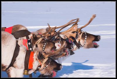 Прикрепленное изображение: reindeer2006.jpg