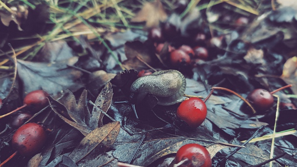 Прикрепленное изображение: 2019-11-16-02.26.jpg