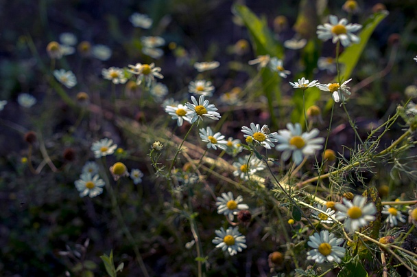 Прикрепленное изображение: IMGP2114.jpg