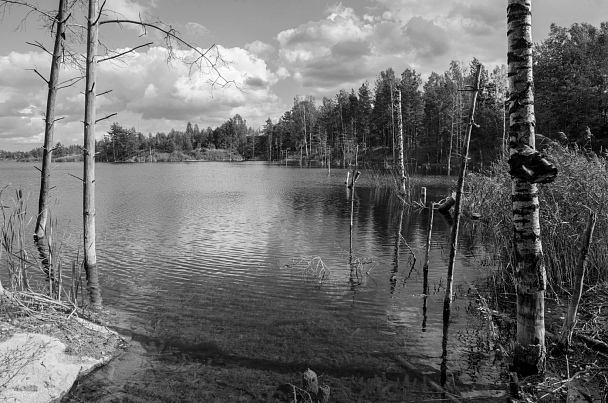 Прикрепленное изображение: IMGP2337bw.jpg