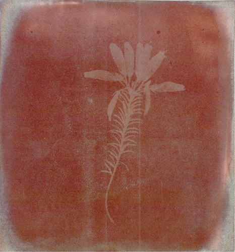 Прикрепленное изображение: William Henry Fox Talbot (1839).jpg