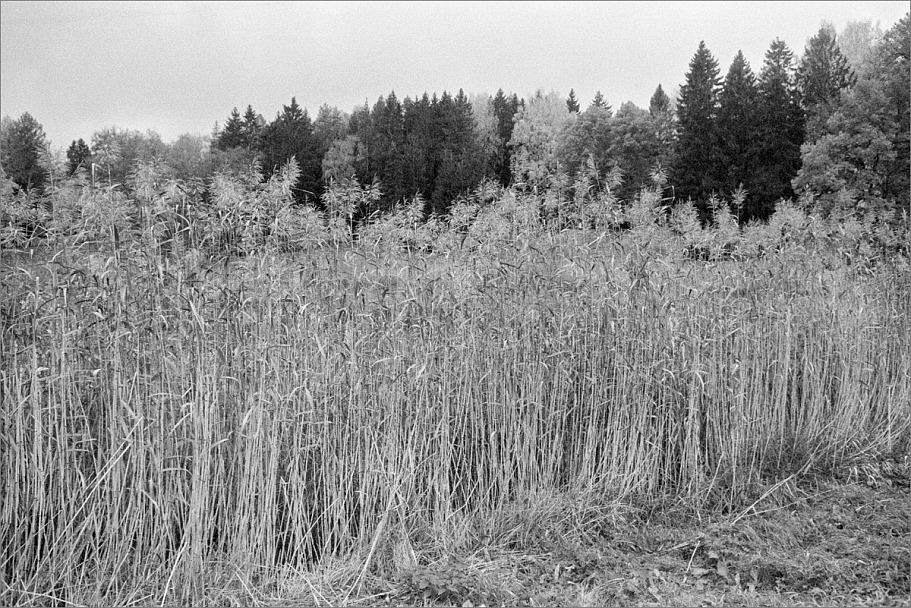 Прикрепленное изображение: knn_Canon EOS 300_2024(13)_Canon EF 28mm2.8 USM_Etude Pan 400 как 320_Compard R09 1-50_20С_14минут_2партия(2)_1200.jpg