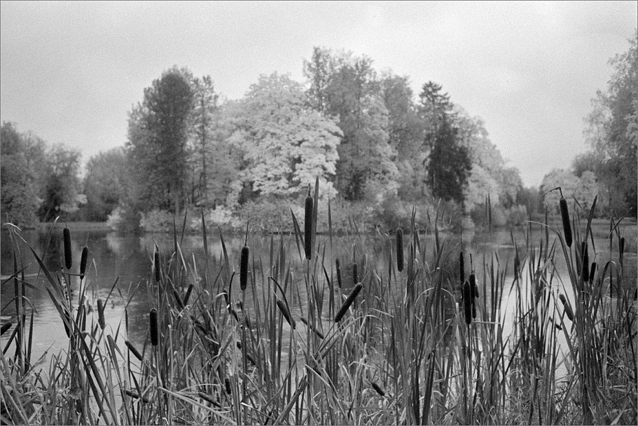 Прикрепленное изображение: knn_Canon EOS 300_2024(13)_Canon EF 28mm2.8 USM_Etude Pan 400 как 320_Compard R09 1-50_20С_14минут_2партия(6)_1200.jpg