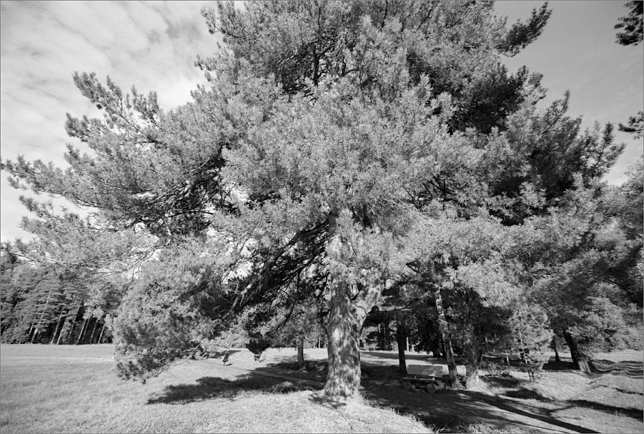 Прикрепленное изображение: knn_Canon EOS 1_2024(7)_Canon EF 16-35m2.8 L II USM_knn_Rollei Retro 80S как 80_Compard R09 1-50_20С_14минут_1партия(5)_1200.jpg