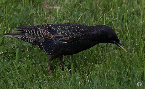 Прикрепленное изображение: 2019_06_09_F5.6_DA300 mm_1-500 s_ISO400.jpg