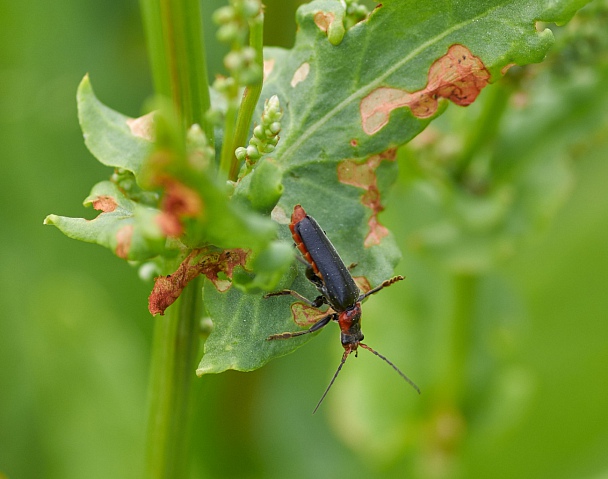 Прикрепленное изображение: 2019_07_07_K3808024_100 mm_4_1-320 s_400_100 mm_Вася_Снимает.jpg