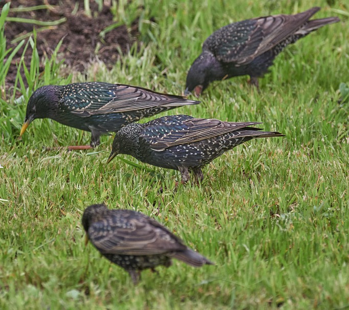 Прикрепленное изображение: 2020_06_10_K1004152_f300 mm_F5_Скворцы.jpg