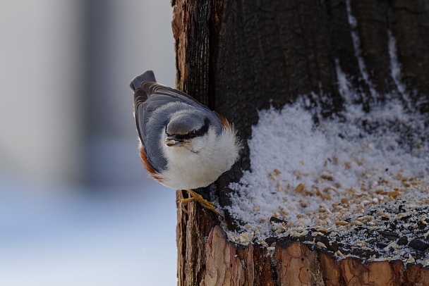 Прикрепленное изображение: IMGP0181_web1.jpg