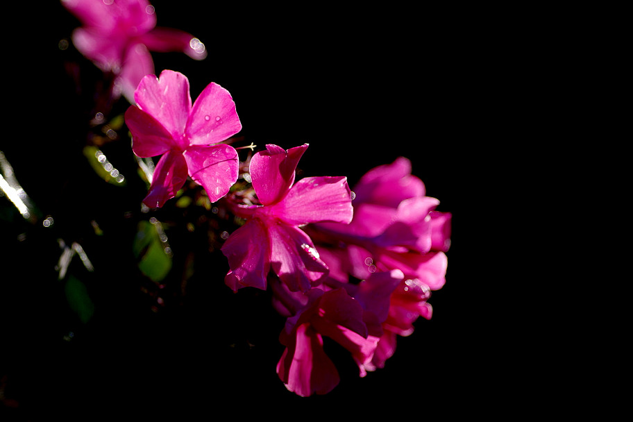 Прикрепленное изображение: IMG42390web1.JPG
