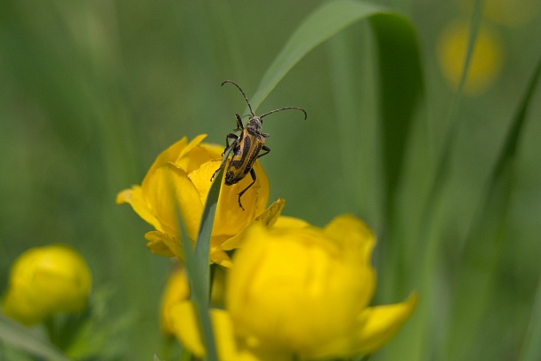 Прикрепленное изображение: IMGP5756 F35-70м.jpg