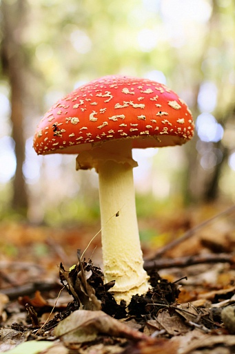 Прикрепленное изображение: Mushroom.jpg
