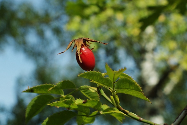 Прикрепленное изображение: IMGP6930.jpg