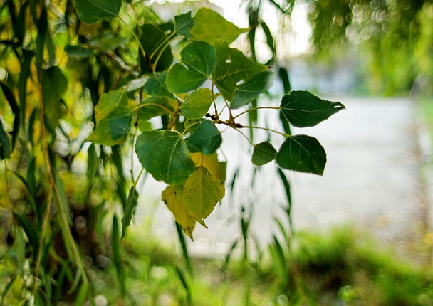 Прикрепленное изображение: IMGP7445.jpg