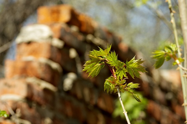 Прикрепленное изображение: IMGP2616.jpg