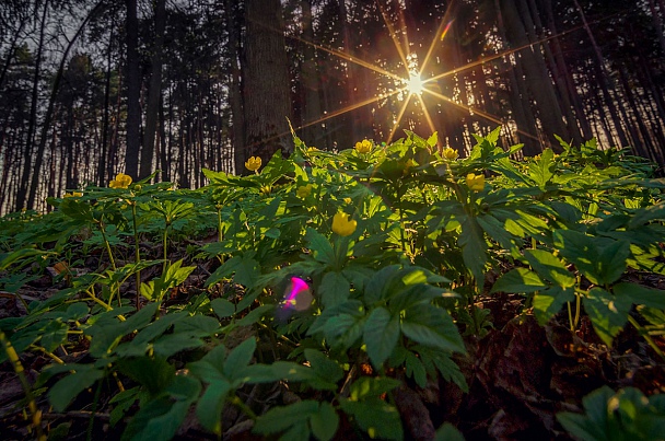 Прикрепленное изображение