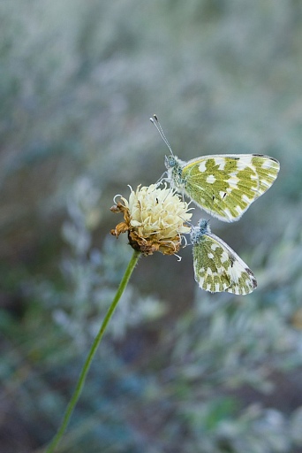 Прикрепленное изображение: IMGP4544-1200.jpg